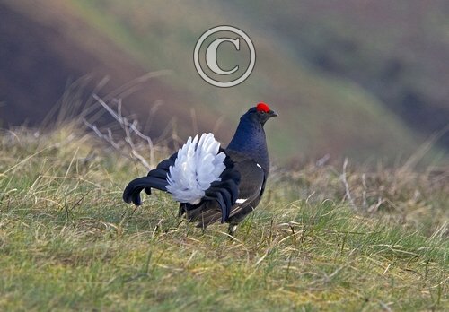 Black Grouse DM1002